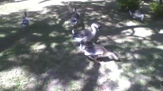 Cisnes comem e relaxam no parque numa linda tarde ensolarada [Nature & Animals]