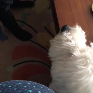 Viejo Pastor Inglés protege la panza de mujer embarazada