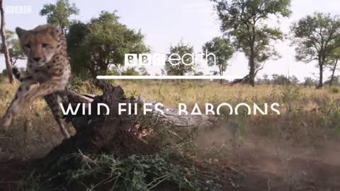 Baboon Parenting | Wild Files with Maddie Moate | BBC Earth