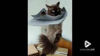 Ragdoll cat rocks