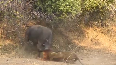 Lion and buffalo battle