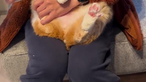 2023年最後のネイル毛ア。 ・ #足は苦手 ・ Guppy has his nails cut.