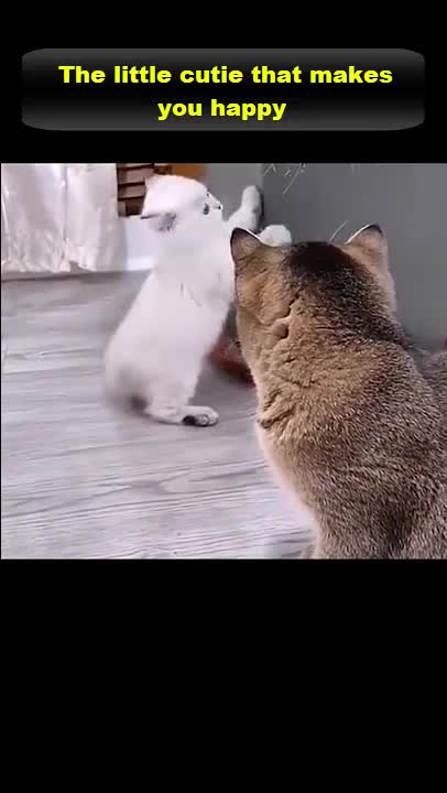 The little cutie that makes you happy