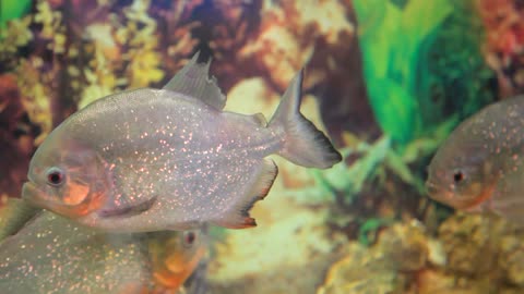 A school of piranhas is underwater