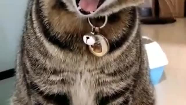 Cute Cats and Funny Animals Compilation 😹 Try Not To Laugh Challenge - Cute Cat 20