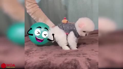 Balloon Battle - Who Will Win_ _ Funny Pet Videos _ Try not to Laugh Challenge