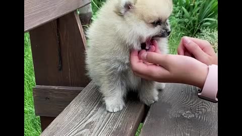 Cute puppy is playing with her friend.