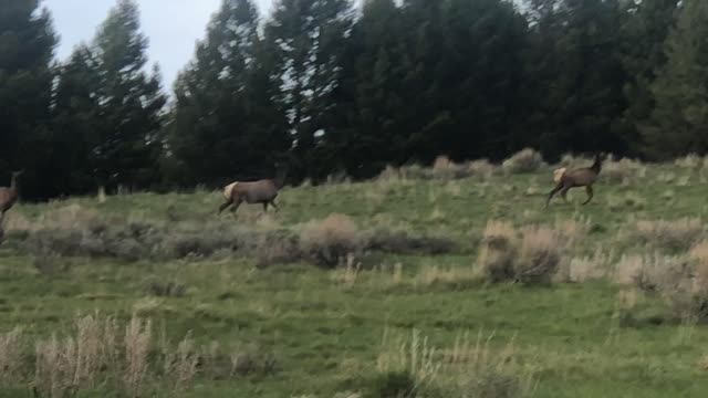 ran into elk while scouting