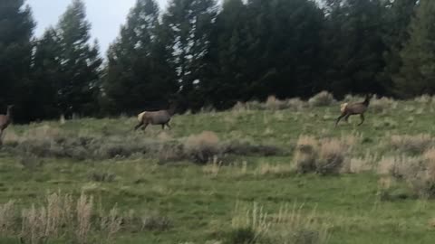 ran into elk while scouting