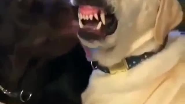 Look How Cute This Dog Is When Hes Smiling