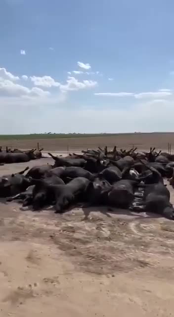 10,000 dead cattle in Kansas