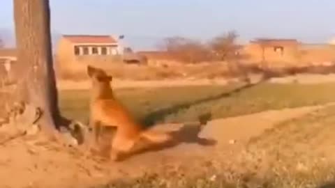 Dogs Training Capturing Higher Things From Air