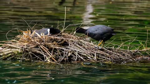 Moorhen