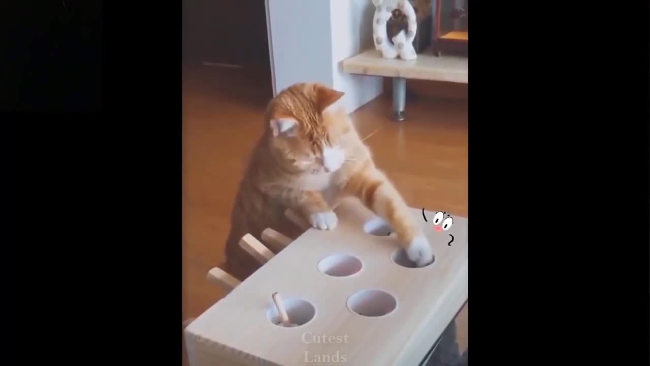 Funny cat playing games,so amazing,so Danny