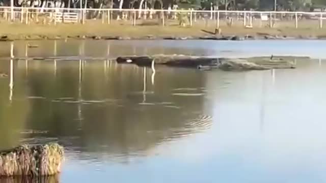 The caiman alligator attacks and kills offspring in the larger lagoon