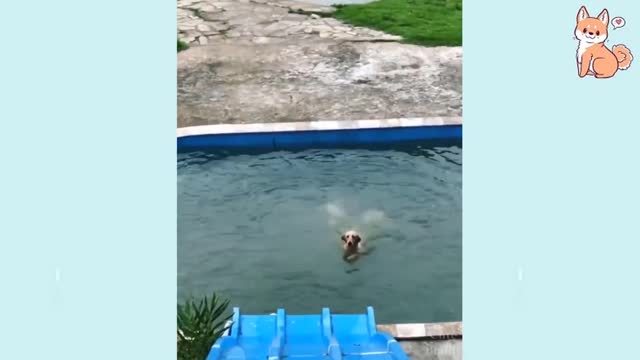 NOTHING CAN STOP THIS DOG....#CuteDog #BabyDog #CutePuppies You will laugh at all the DOGS 🤣 Funny DOG Videos 😂🐶