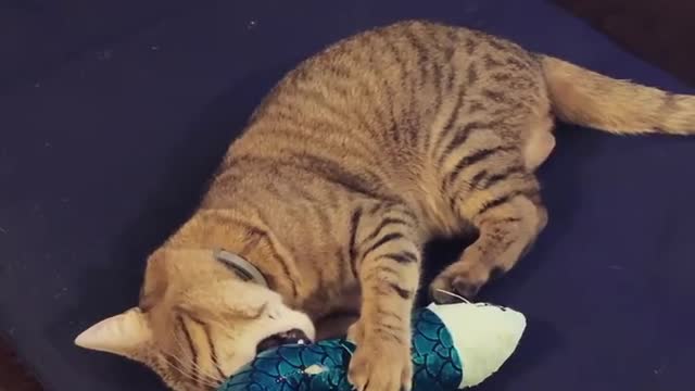 Funny Cat Tryiny To Eat Toy Fish Minute With Cats