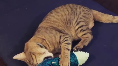 Funny Cat Tryiny To Eat Toy Fish Minute With Cats