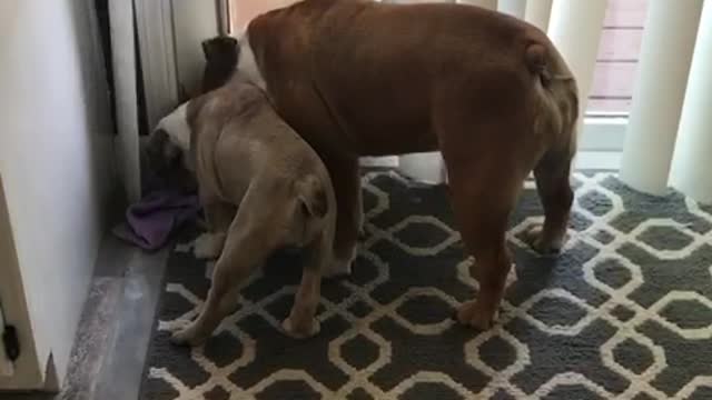 Three Bulldogs Argue Over A Single Wash Cloth...