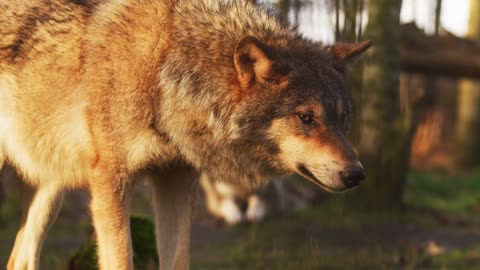 Wolf Animal Mammal Nature Wild Predator Wolves 4K