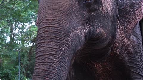 Close Shot of an Elephant