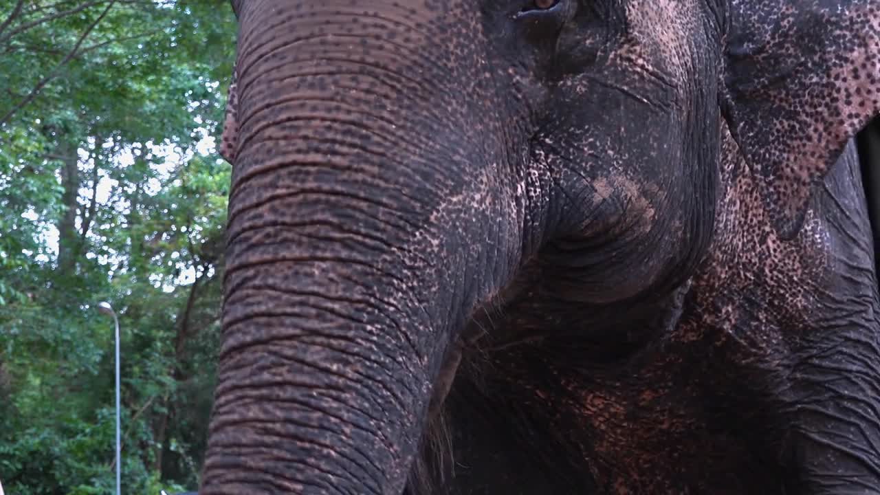 Close Shot of an Elephant