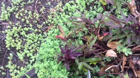 How To Propagate Sweet Potato Slips from Cuttings - August 2019