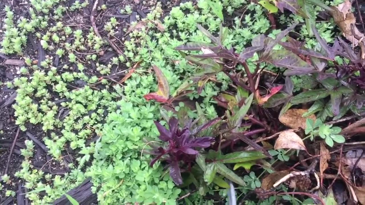 How To Propagate Sweet Potato Slips from Cuttings - August 2019