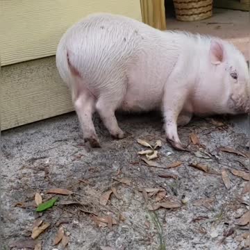 This pig knows how to party