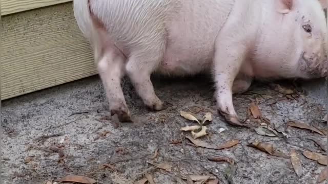 This pig knows how to party