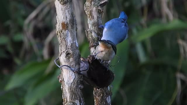 Nice couple of birds