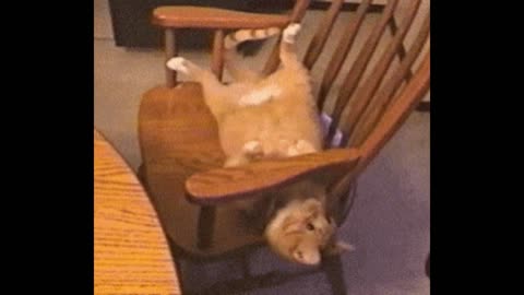 Gif video of cat playing with chair