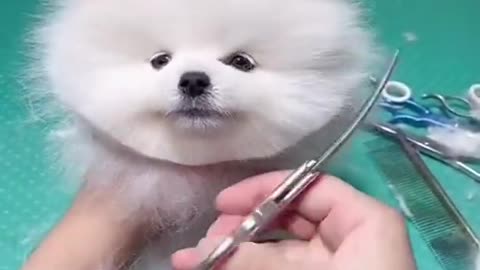 Cute dog was cutting the hair of solun