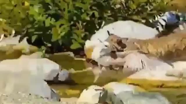 Giant feline attacking wild birds.