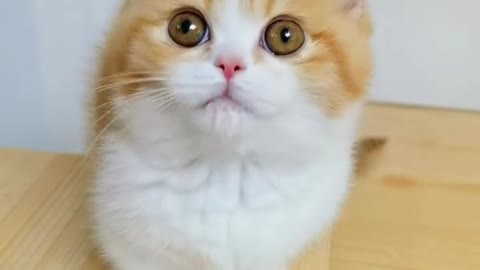 That's a cute little scream you're making.