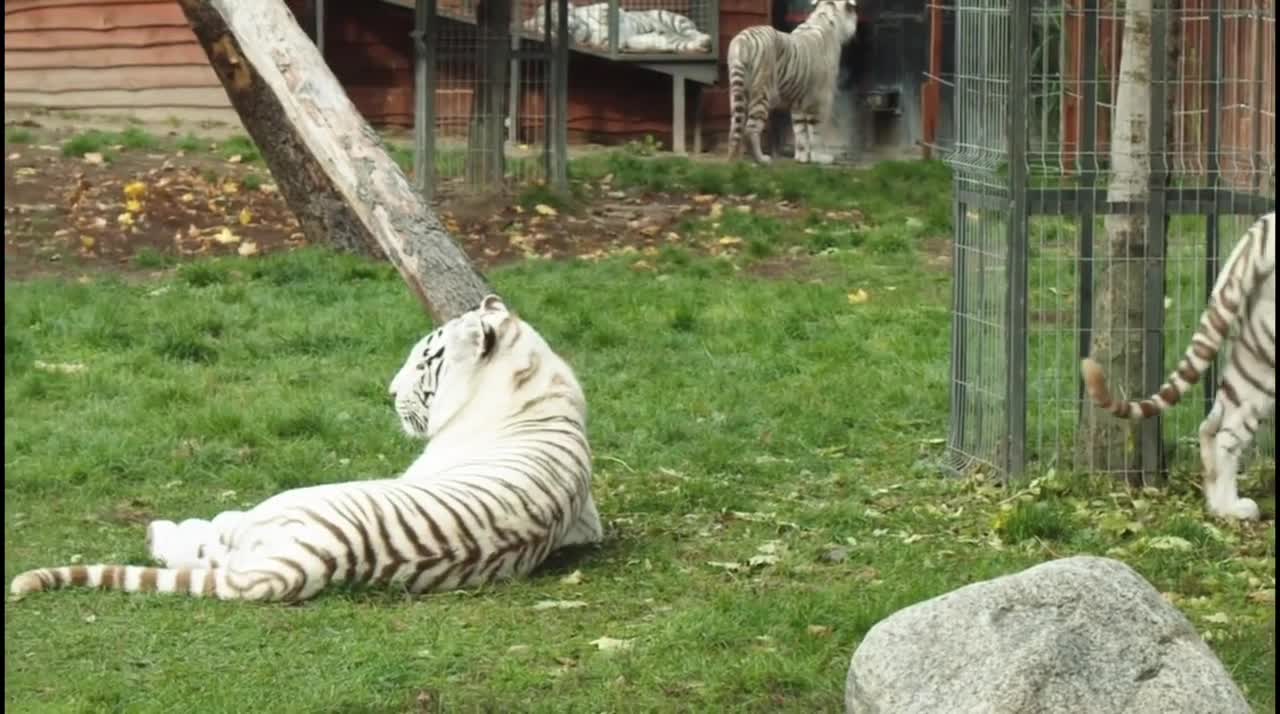 Beautiful White Tiger Nature Video || looking very wonderful