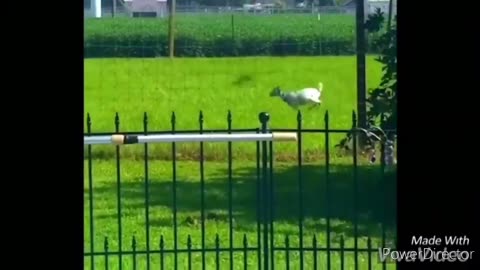 rooster chasing chicken