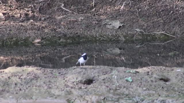 on the edge of canal birds are eating their food