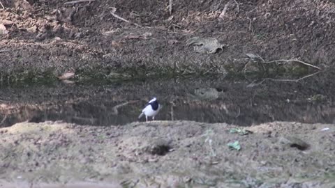 on the edge of canal birds are eating their food