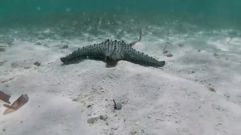 #37 Gzie i jakie Polska posiada złoża na oceanach