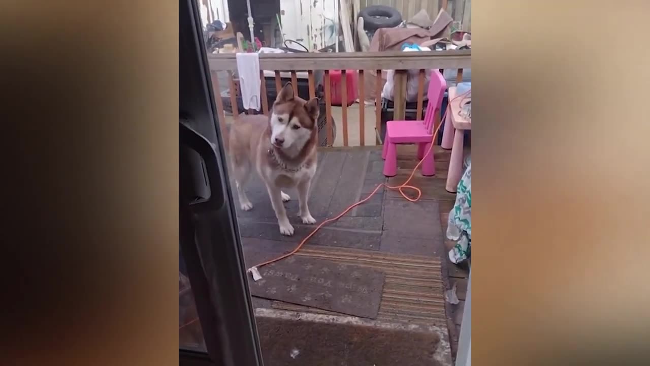 New Funny Animals Video 2023 | Funniest Cats and Dogs Videos | New Funny Video Of Cat And Dogs #176