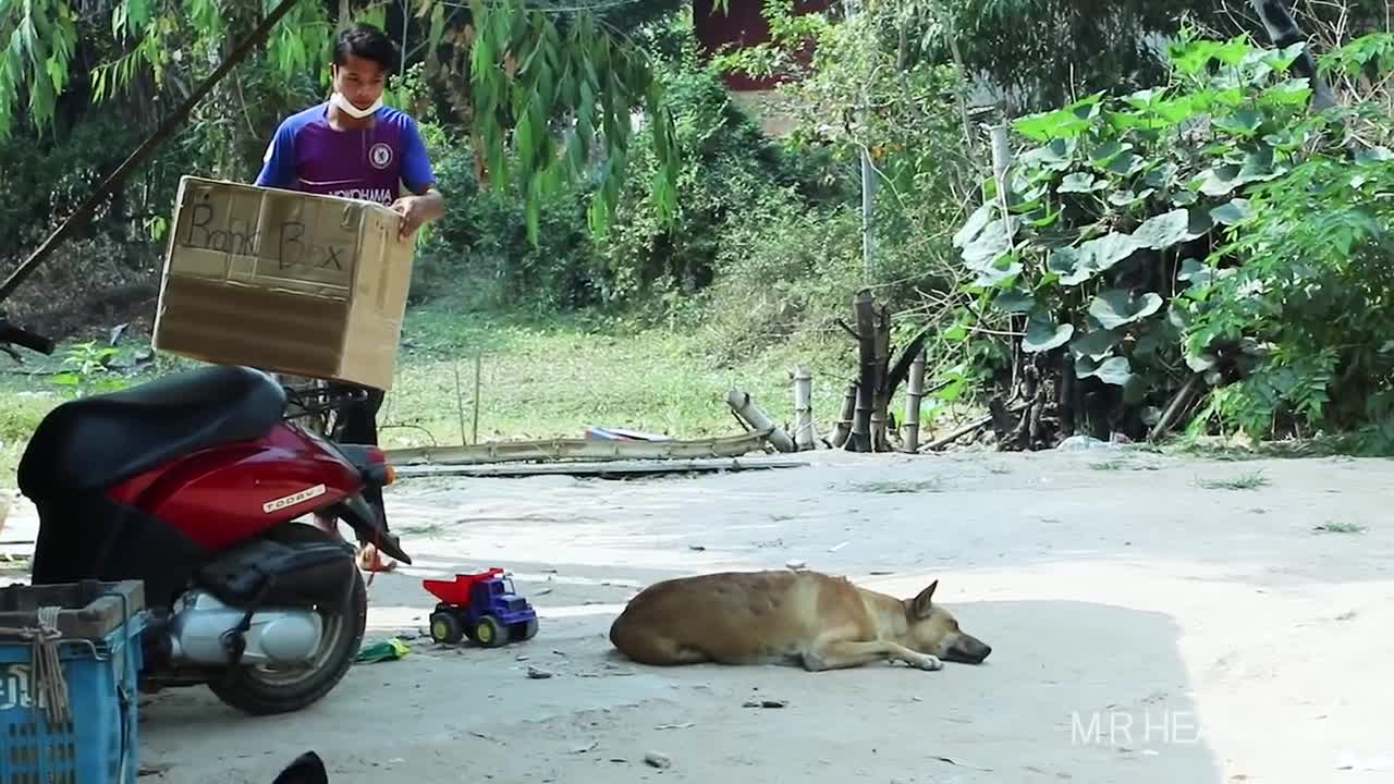 [Best Prank Dog] - Huge Box Prank Vs 2 Sleeping Dog