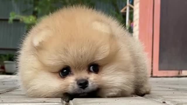 Funny and cute dogs, baby, child in love with dogs and cats and animals.