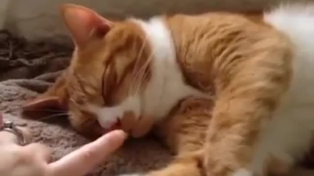 cute cat sleeping video