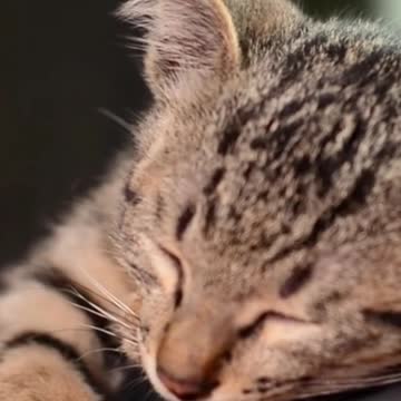 Cat Kitten Fellne Eyes