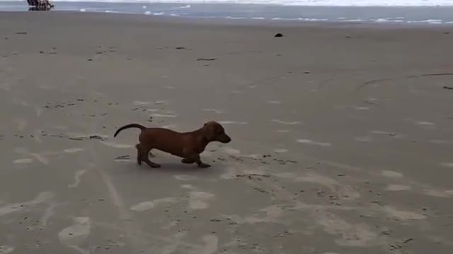 funny dogs