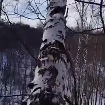 Tree strikes back