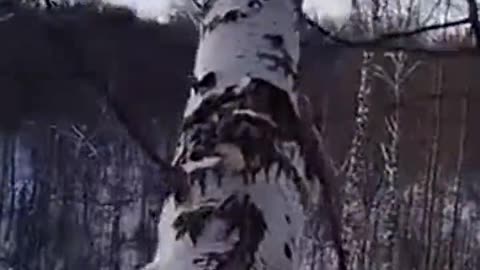 Tree strikes back