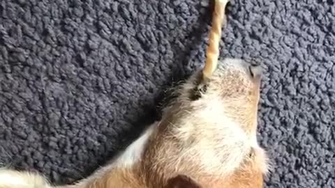 Brown dog stick woken up on purple carpet