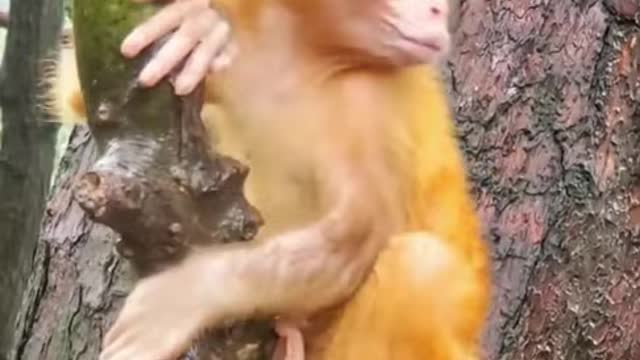 Best Monkey Moments | Poor Monkeys